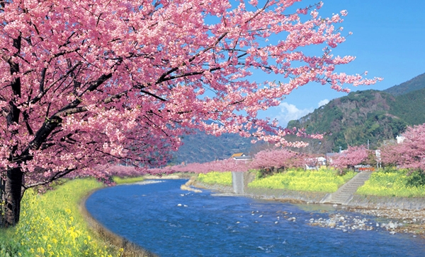 【日本文化旅遊】日本景點，櫻花與富士山，台中YMCA-日本文化旅遊