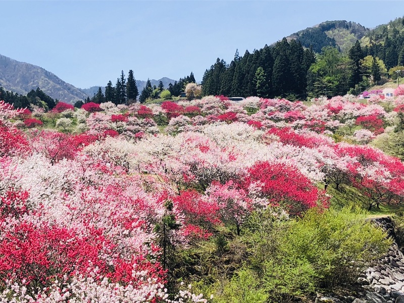 花桃之里壯麗全景