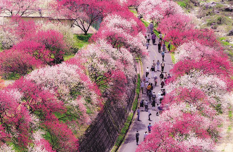 花桃祭市集活動