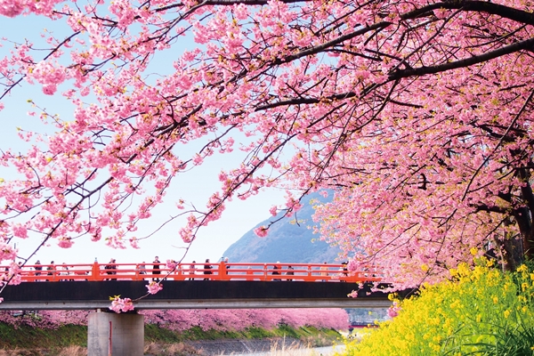 【日本文化旅遊】日本景點，櫻花與富士山，台中YMCA-日本文化旅遊